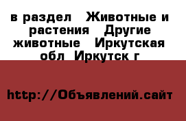  в раздел : Животные и растения » Другие животные . Иркутская обл.,Иркутск г.